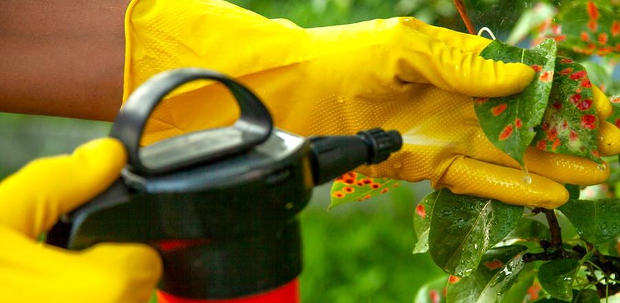 Фунгіциди для захисту польових культур від хвороб