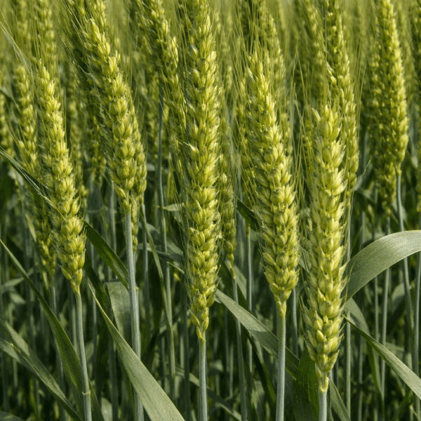 Озима пшениця Катруся Одеська колосся на полі крупним планом