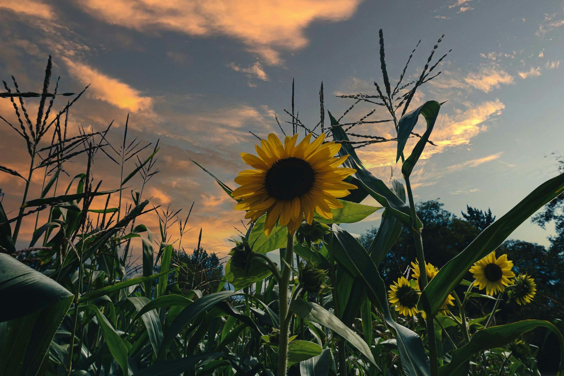 соняшник серед кукурудзи на заході сонця