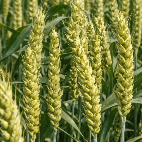 Озима пшениця Богдана колосся на полі крупним планом